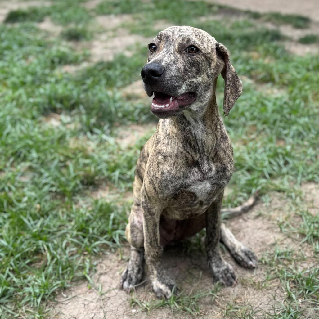 Enlarge Tillie, a Adoptable Hound in Dallas, TX image 4/6