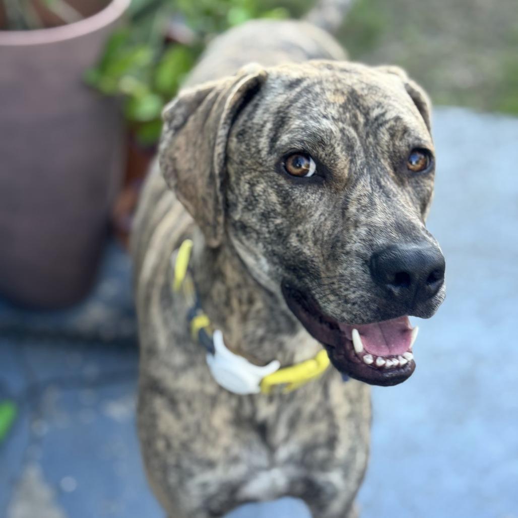 Enlarge Tillie, a Adoptable Hound in Dallas, TX image 3/6