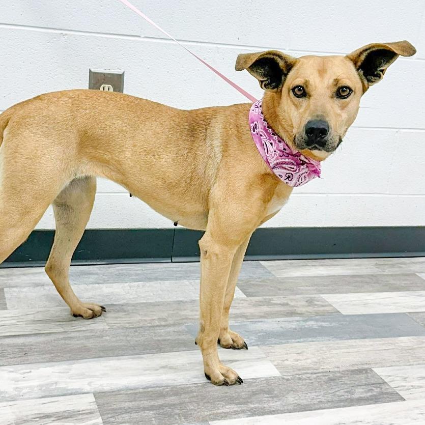 Ruka/Momo, Adoptable, Adult Female Black Mouth Cur.