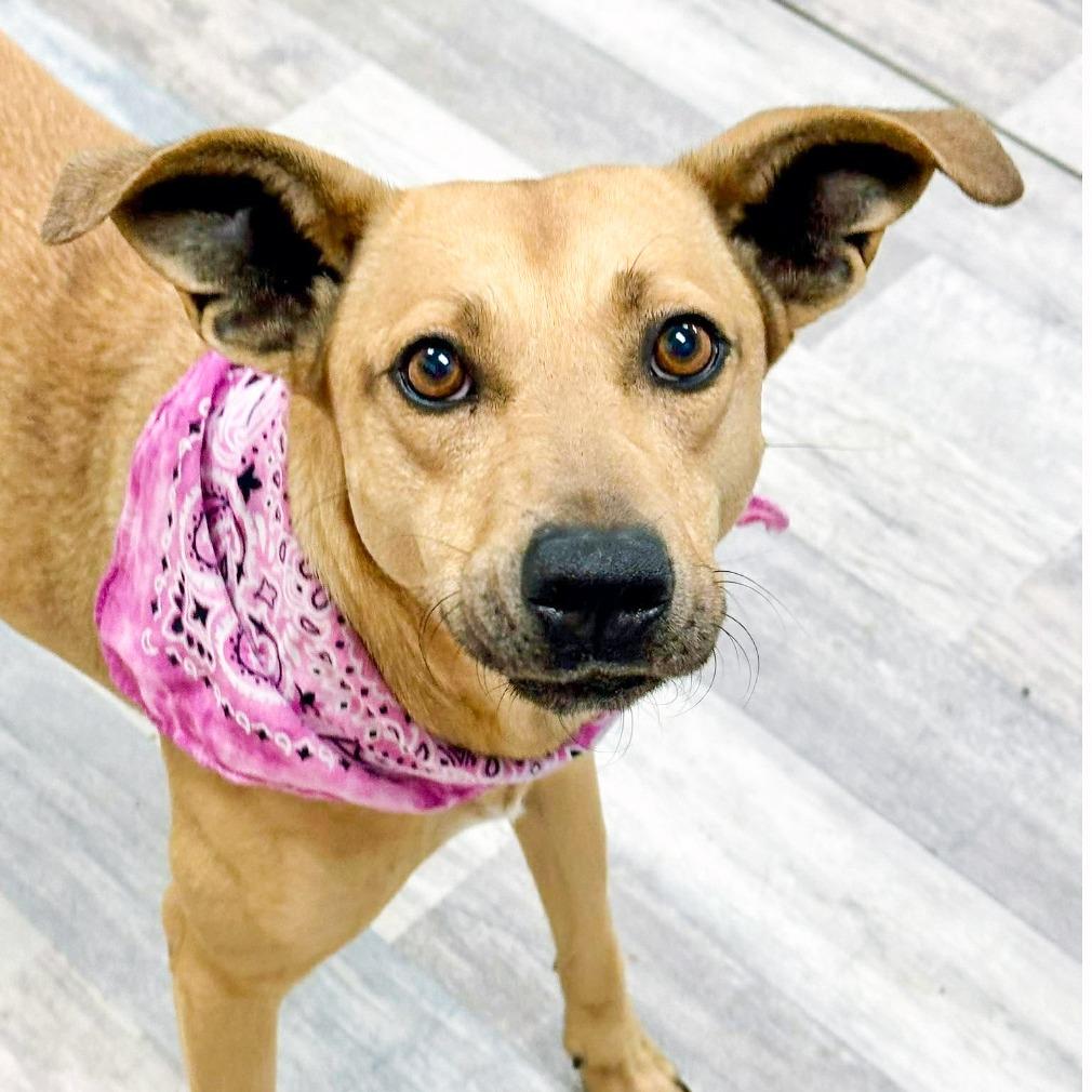 Enlarge Ruka/Momo, a Adoptable Black Mouth Cur in Lufkin, TX image 2/5