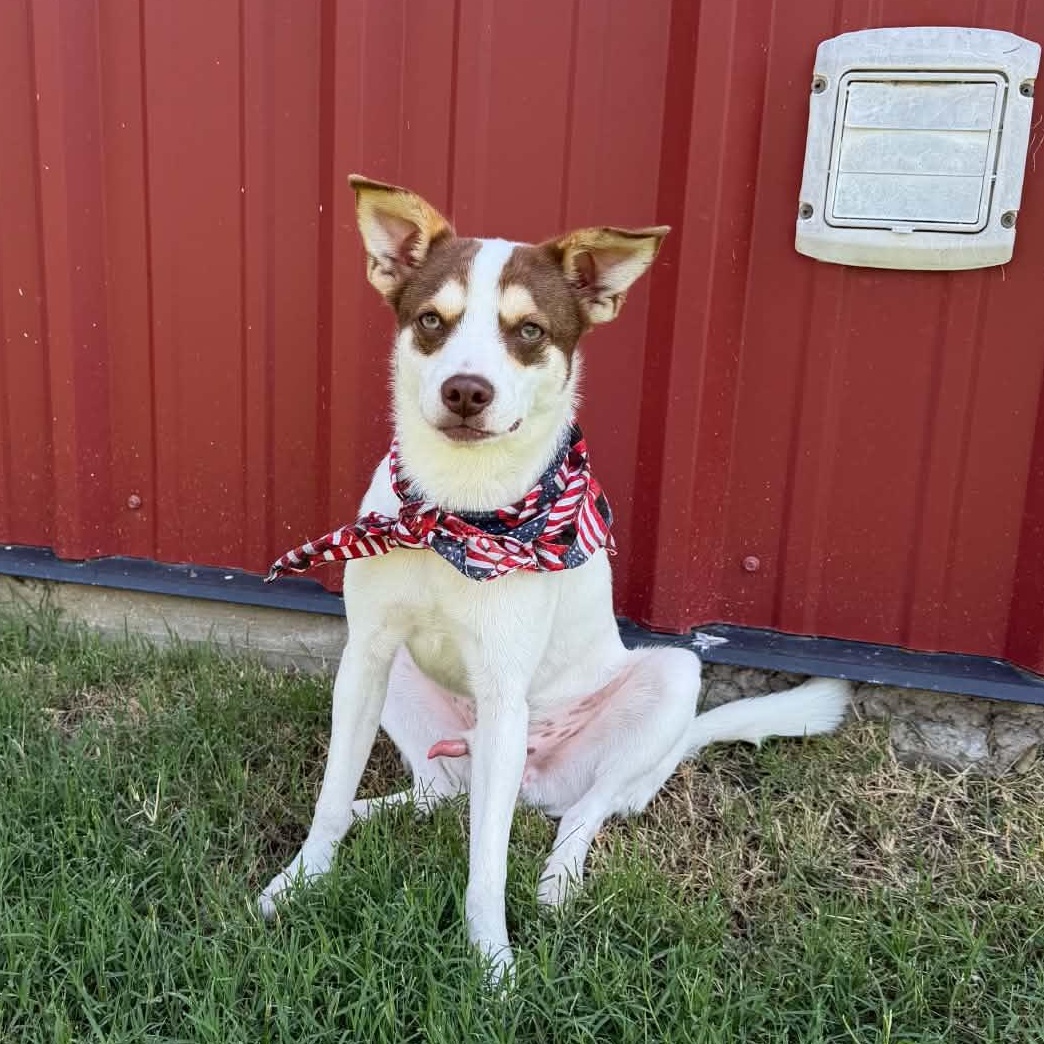 Enlarge RASCAL IS 16 POUNDS, a Adoptable mixed breed in Highland Village, TX image 3/5