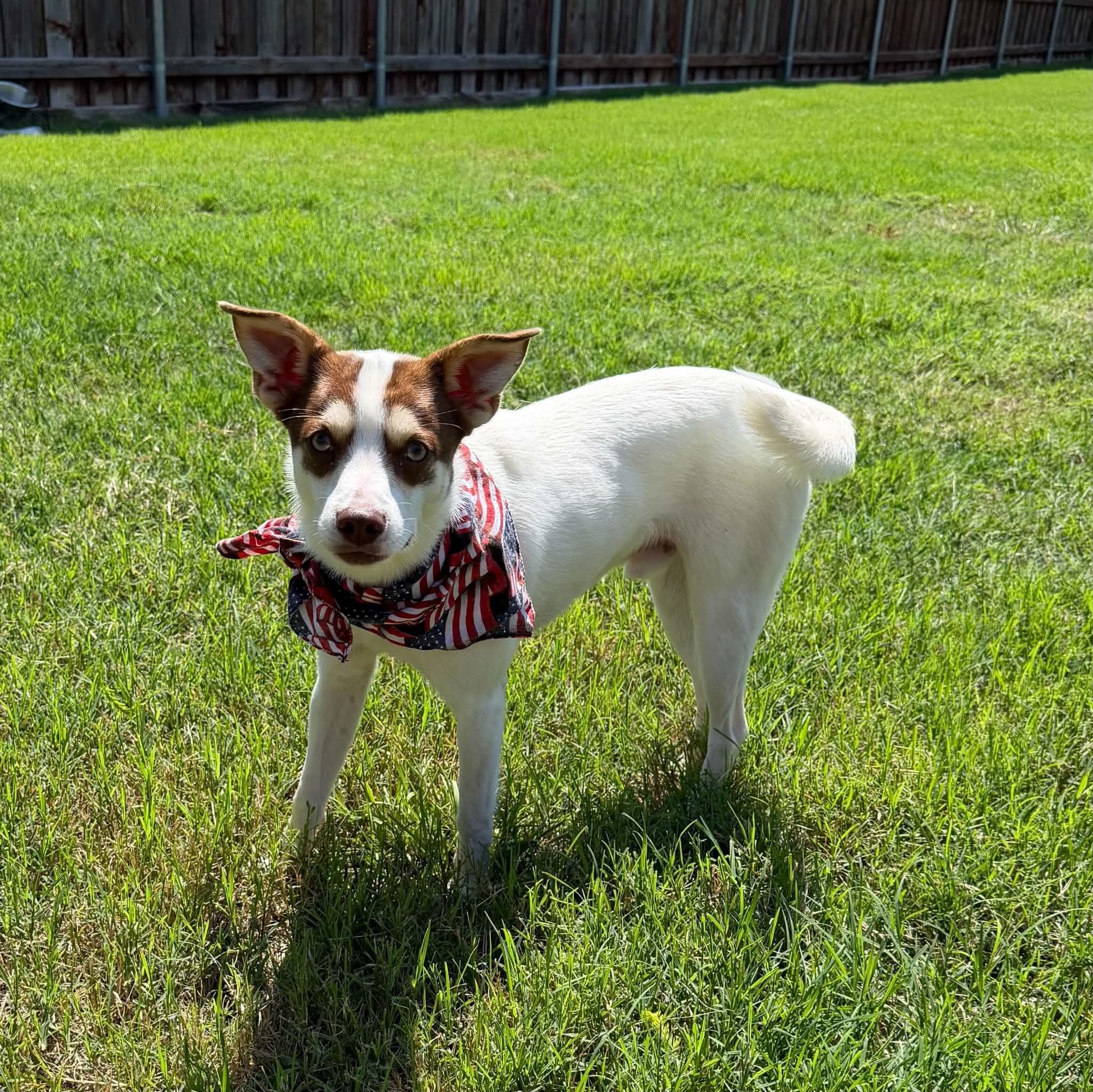 Enlarge RASCAL IS 16 POUNDS, a Adoptable mixed breed in Highland Village, TX image 2/5