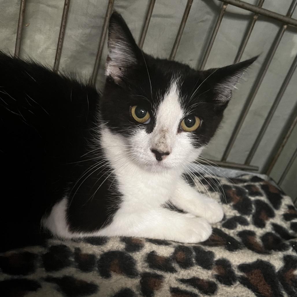 Summer, Adoptable, Young Female Domestic Short Hair.