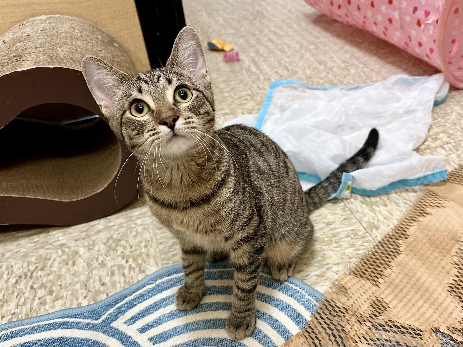 Harlequin, Adoptable, Young Female Domestic Short Hair.