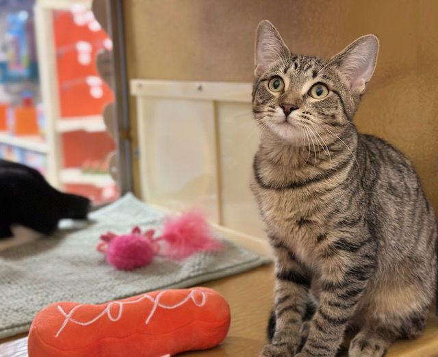 Harlequin, Adoptable, Kitten Female Domestic Short Hair.