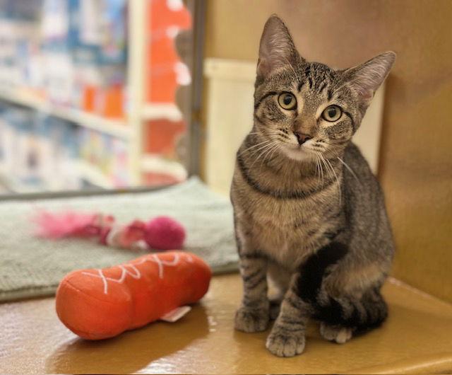 Enlarge Harlequin, a Adoptable Domestic Short Hair in Mission Viejo, CA image 2/3