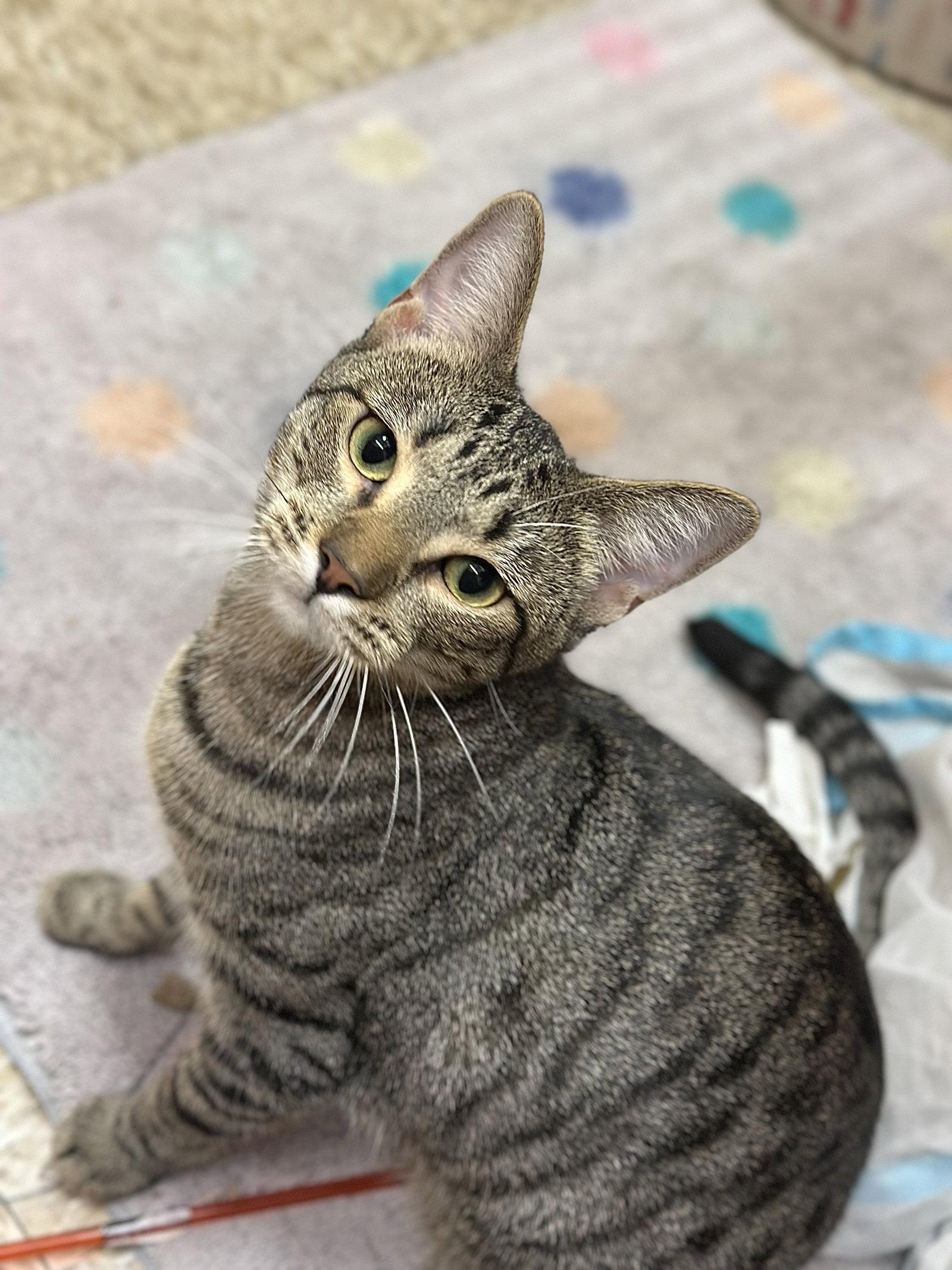 Harlequin, Adoptable, Young Female Domestic Short Hair.