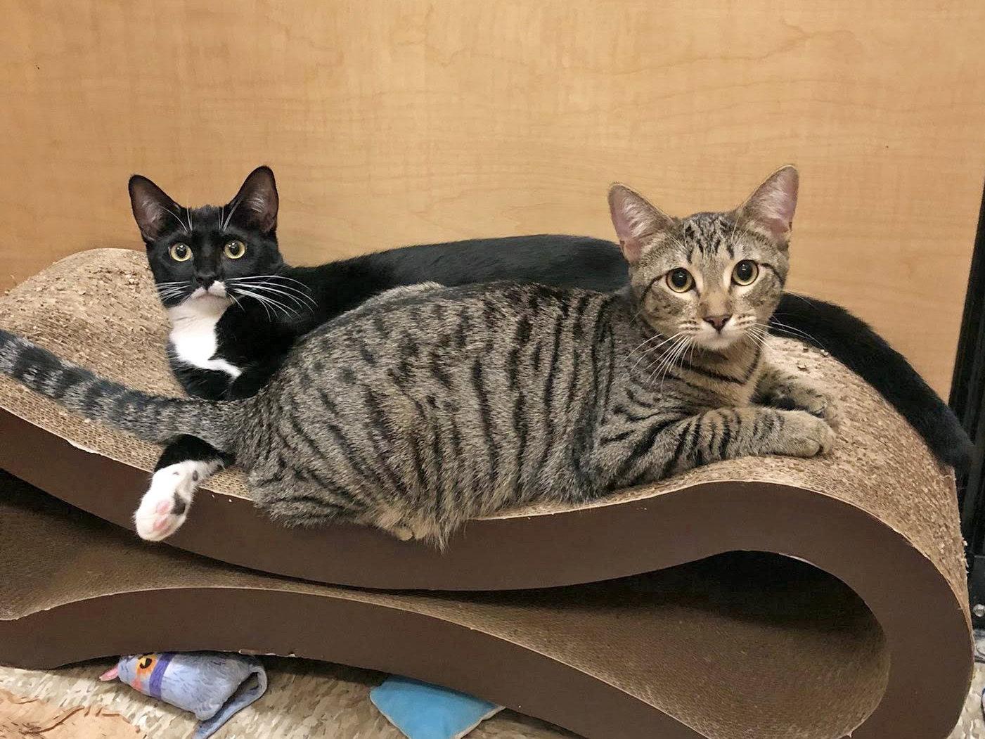 Enlarge Harlequin, a Adoptable Domestic Short Hair in Mission Viejo, CA image 2/3