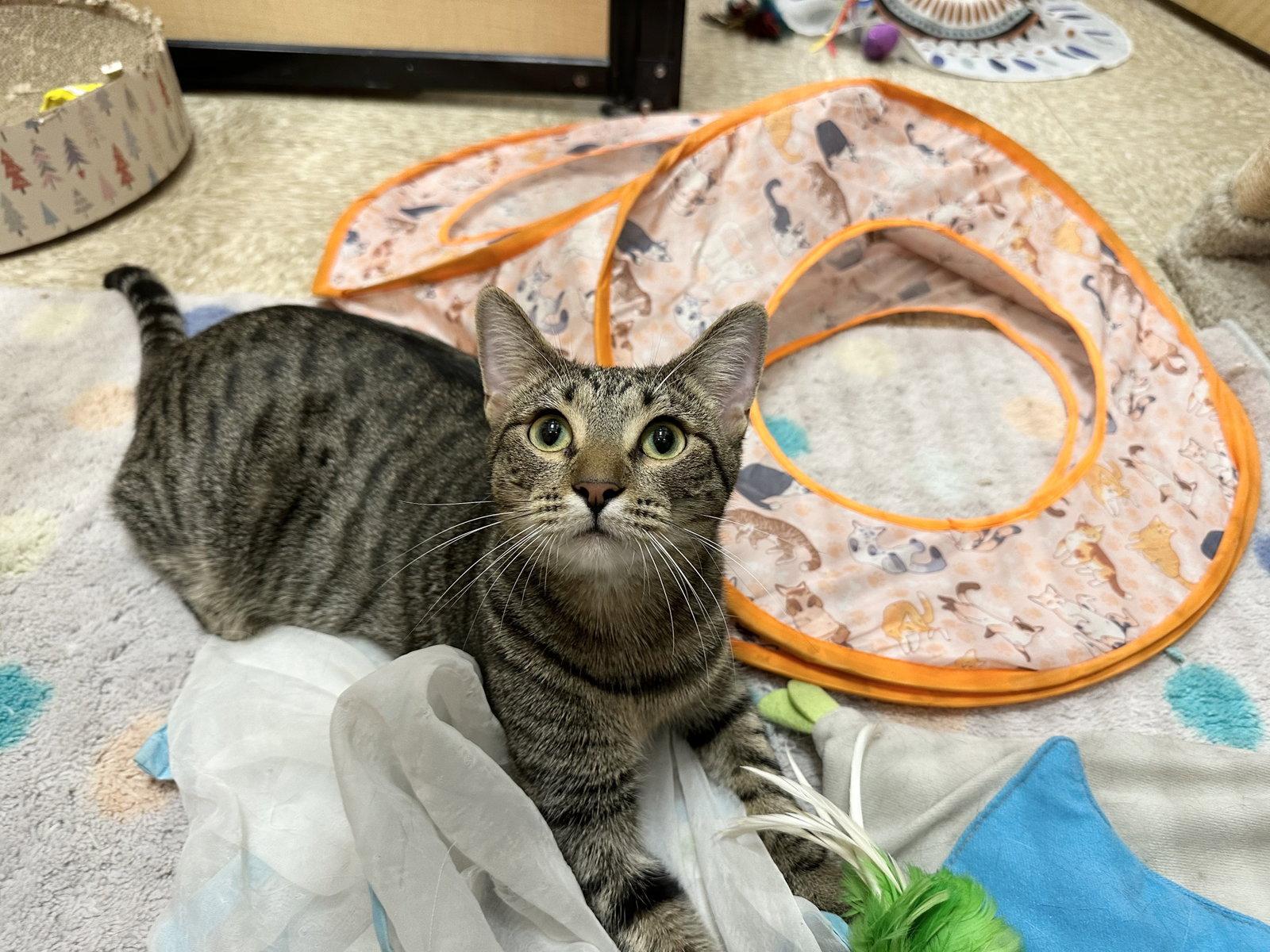 Enlarge Harlequin, a Adoptable Domestic Short Hair in Mission Viejo, CA image 3/3