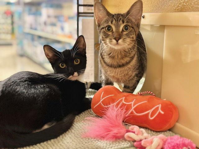 Enlarge Harlequin, a Adoptable Domestic Short Hair in Mission Viejo, CA image 3/3