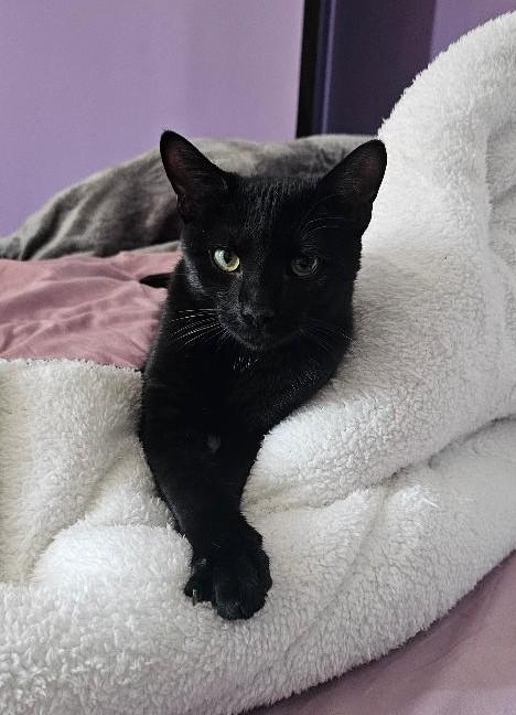 Enlarge Marshmallow, an adopted Domestic Short Hair in Sayreville, NJ image 1/1