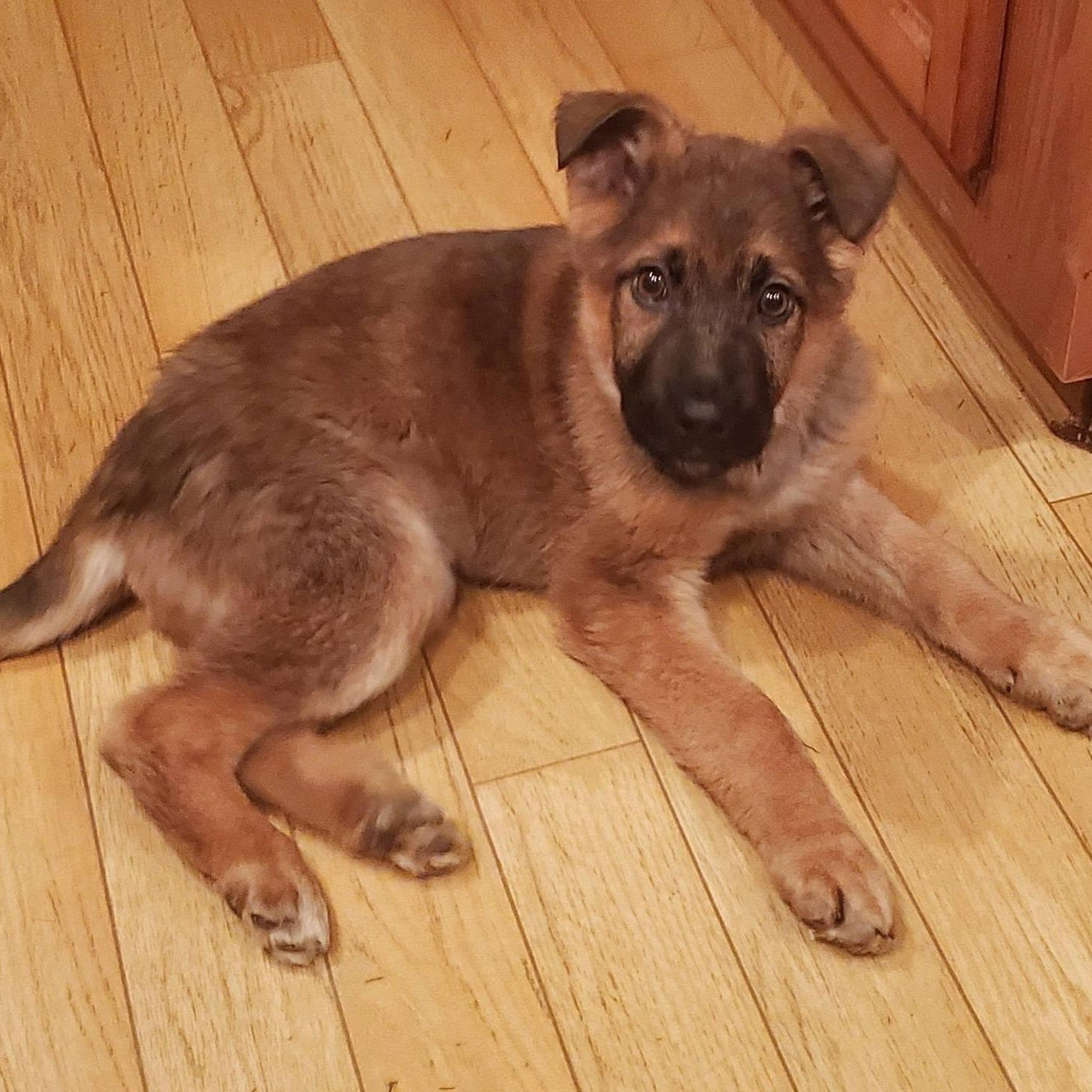 Enlarge Fritz - ADOPTION PENDING, an adopted German Shepherd Dog in Fowlerville, MI image 1/2