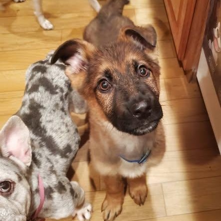 Enlarge Fritz - ADOPTION PENDING, an adopted German Shepherd Dog in Fowlerville, MI image 2/2