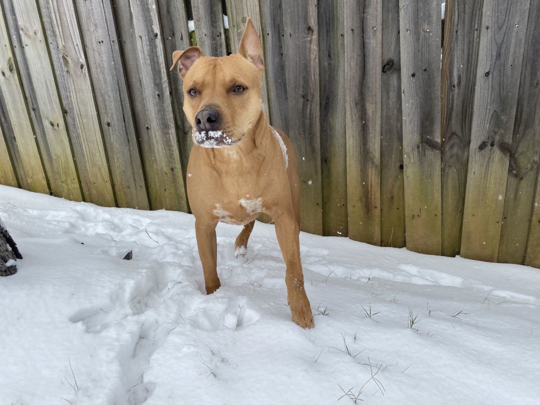 Enlarge Browny, a Adopted mixed breed in Hornbrook, CA image 1/3