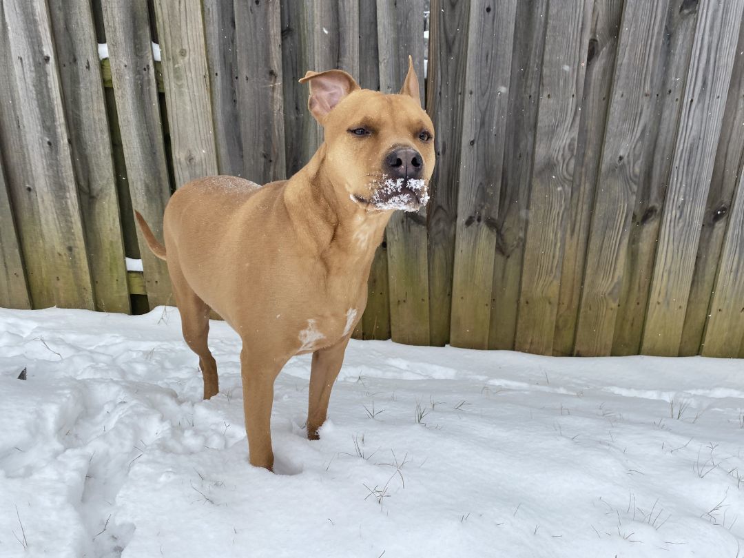 Enlarge Browny, a Adopted mixed breed in Hornbrook, CA image 3/3