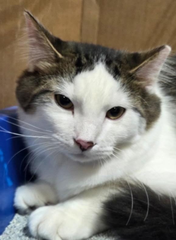 Spicy, Adoptable, Young Male Domestic Short Hair.