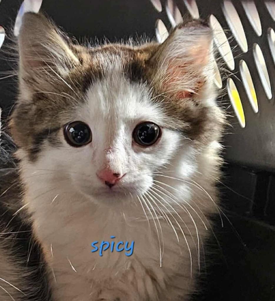 Spicy, Adoptable, Young Male Domestic Short Hair.
