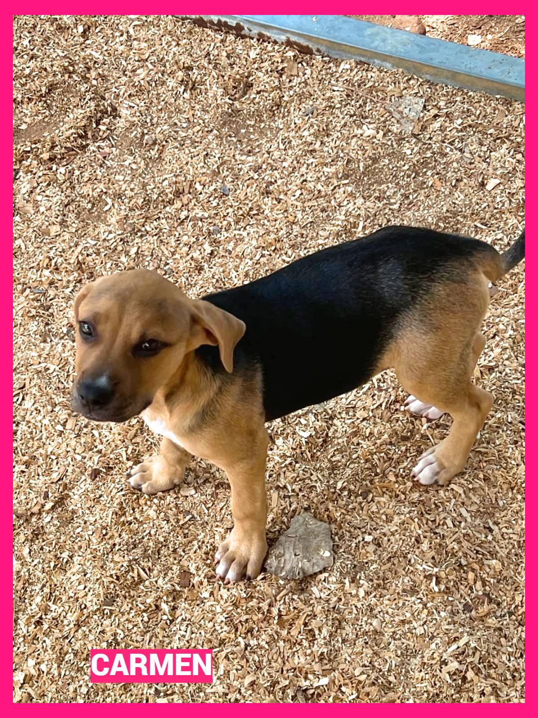 Carmen, a ADOPTABLE mixed breed in Granbury, TX image 2/2