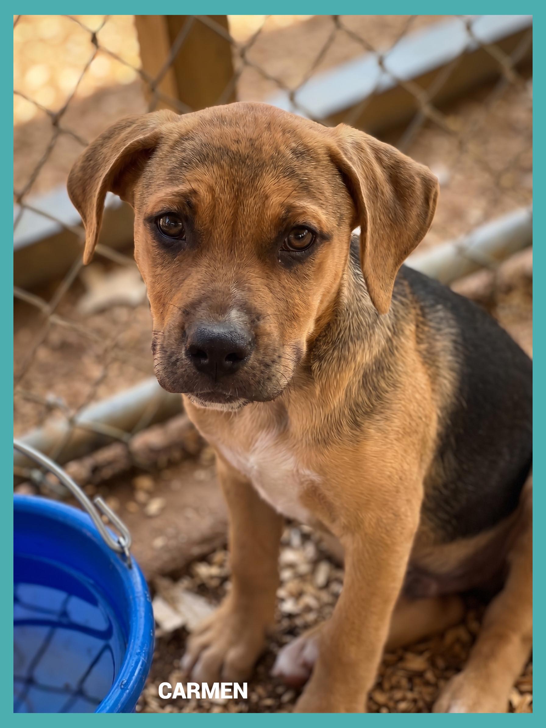 Carmen, ADOPTABLE, Puppy Female Mixed Breed.