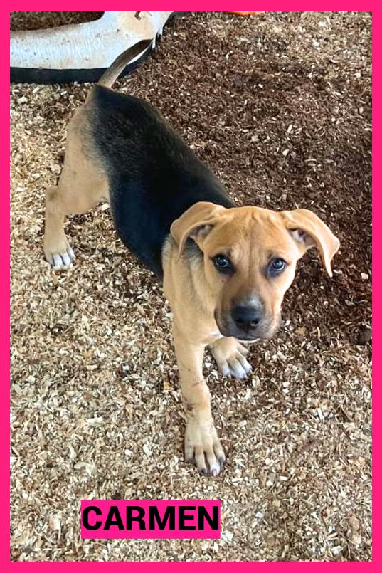 Carmen, a ADOPTABLE mixed breed in Granbury, TX image 2/3