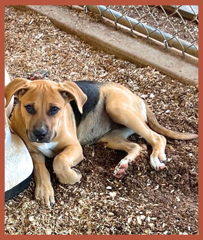 Carmen, ADOPTABLE, Puppy Female Mixed Breed.
