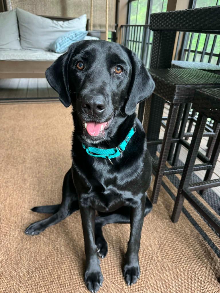 Enlarge Sadie, a Adoptable Labrador Retriever in Waxhaw, NC image 1/4