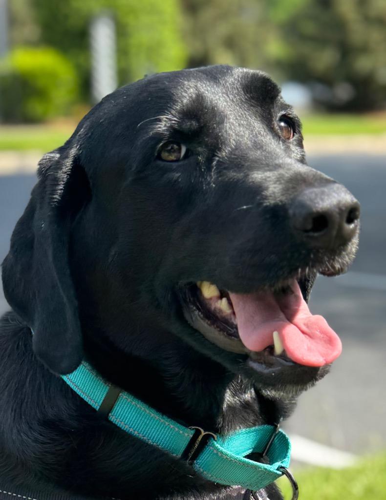Enlarge Sadie, a Adoptable Labrador Retriever in Waxhaw, NC image 2/4
