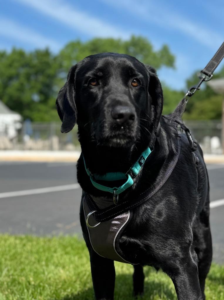 Enlarge Sadie, a Adoptable Labrador Retriever in Waxhaw, NC image 3/4