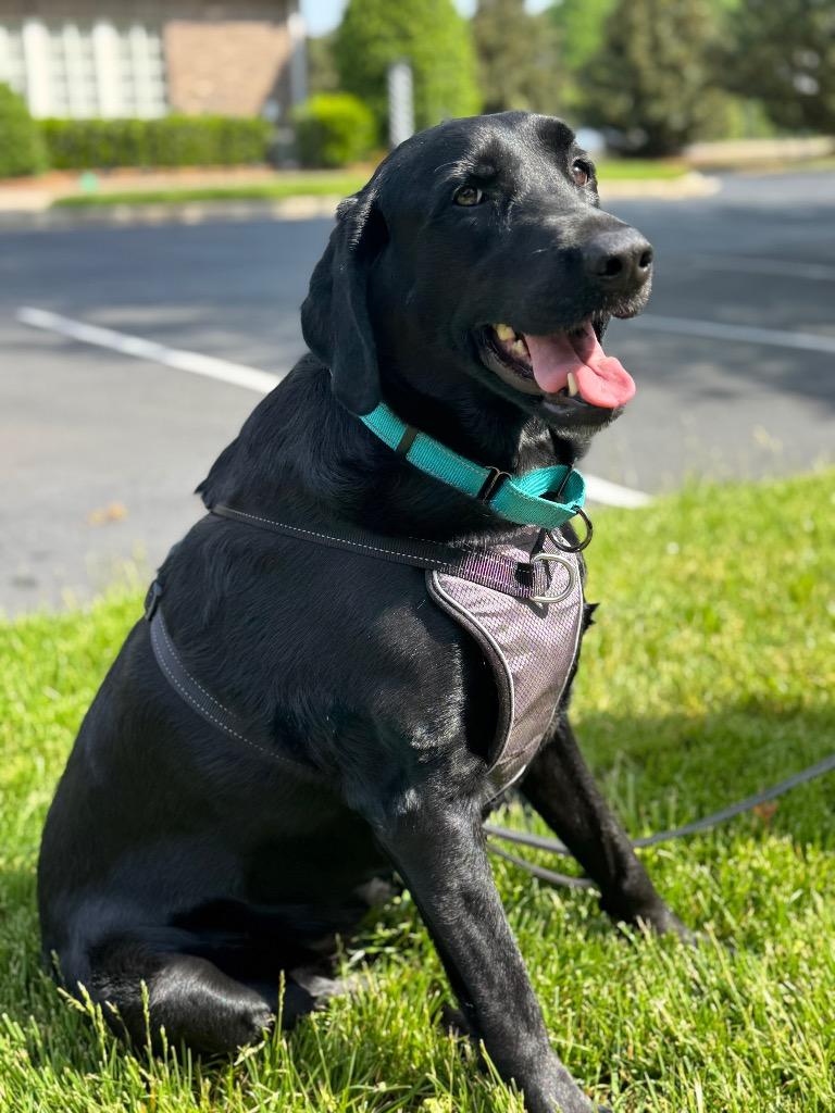 Enlarge Sadie, a Adoptable Labrador Retriever in Waxhaw, NC image 4/4