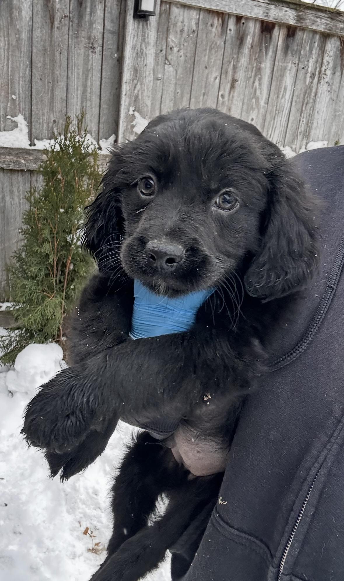 Cardinal, ADOPTABLE, Puppy Male Golden Retriever & Labrador Retriever.