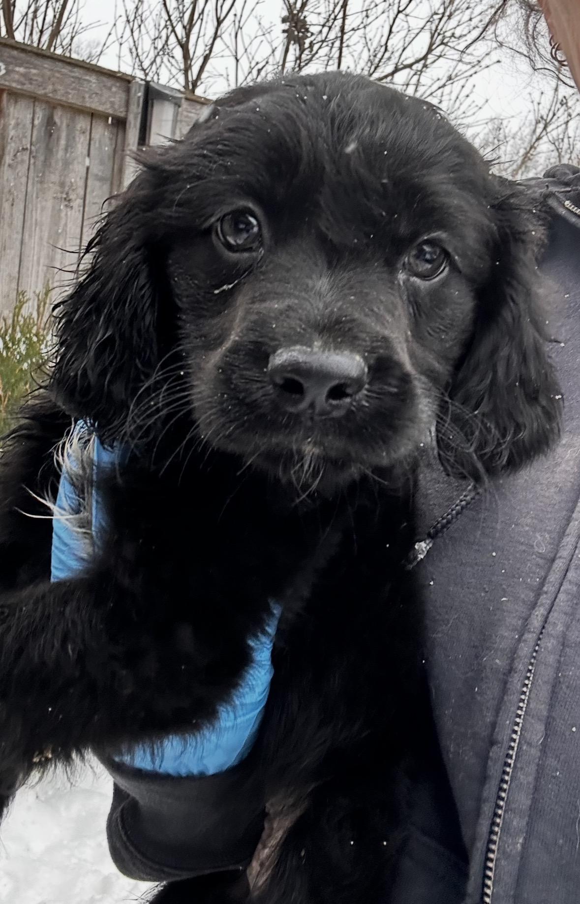 Cardinal, a ADOPTABLE mixed breed in Arlington Heights, IL image 3/5
