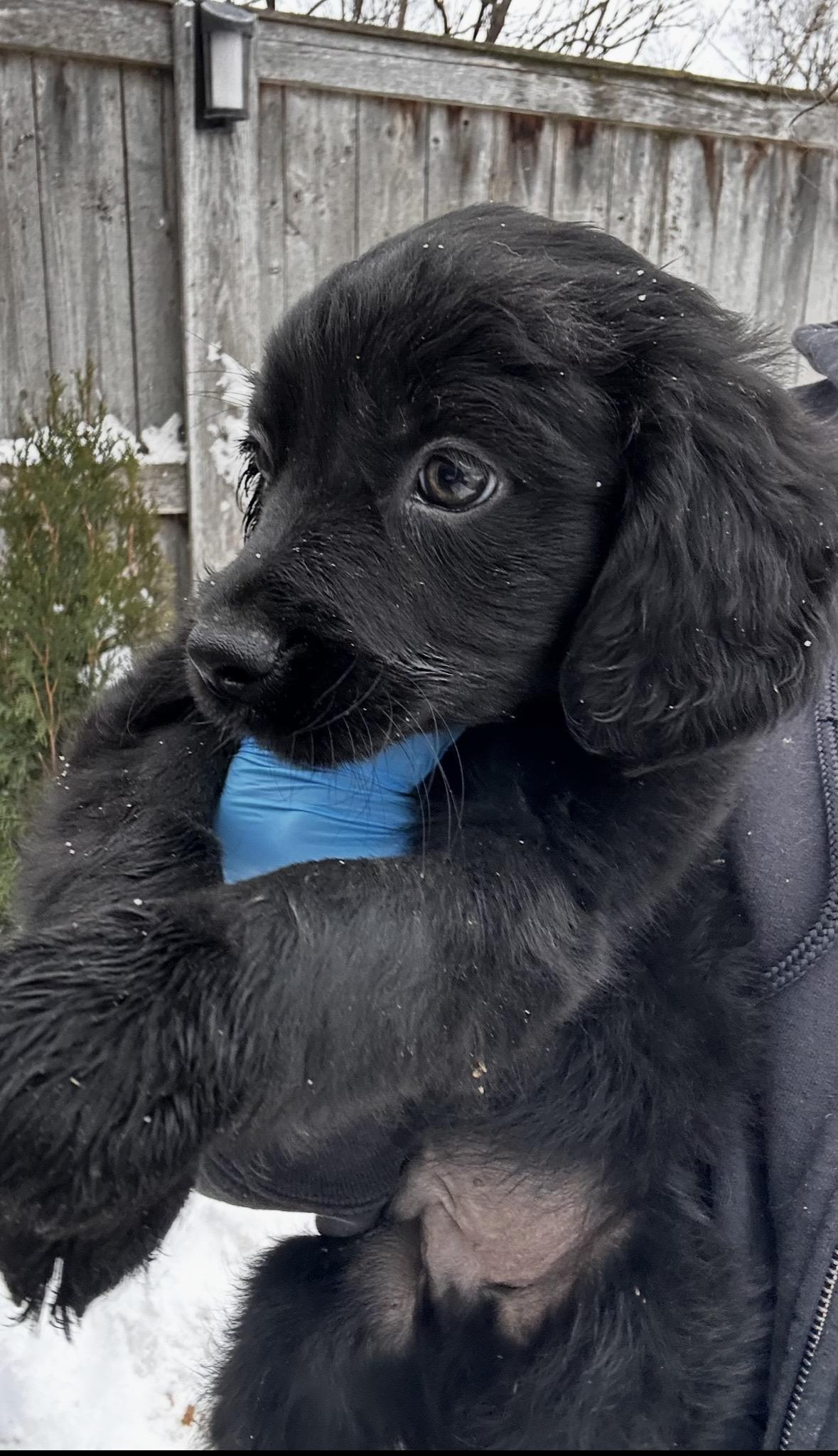 Cardinal, a ADOPTABLE mixed breed in Arlington Heights, IL image 5/5