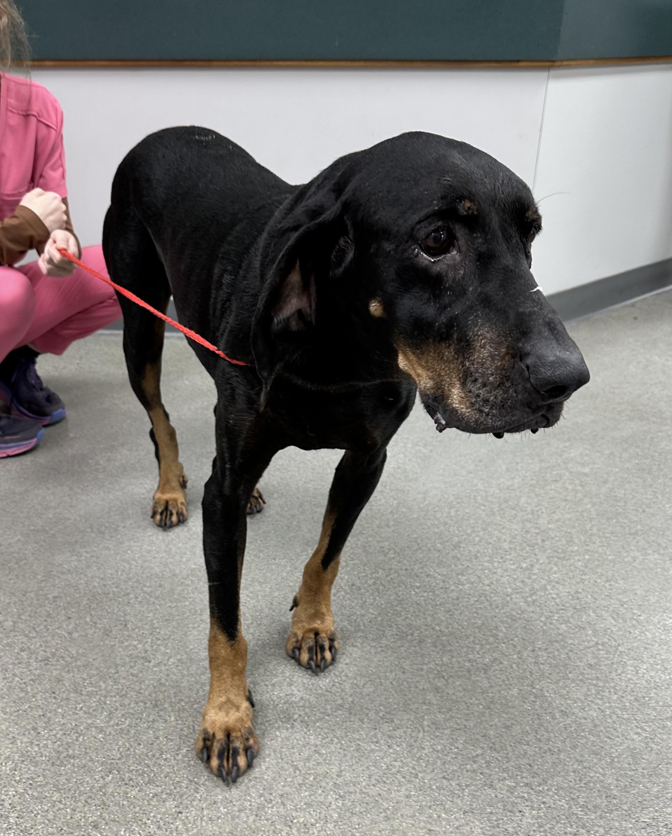 Bruno, a Adoptable Black and Tan Coonhound in Cullman, AL image 2/4