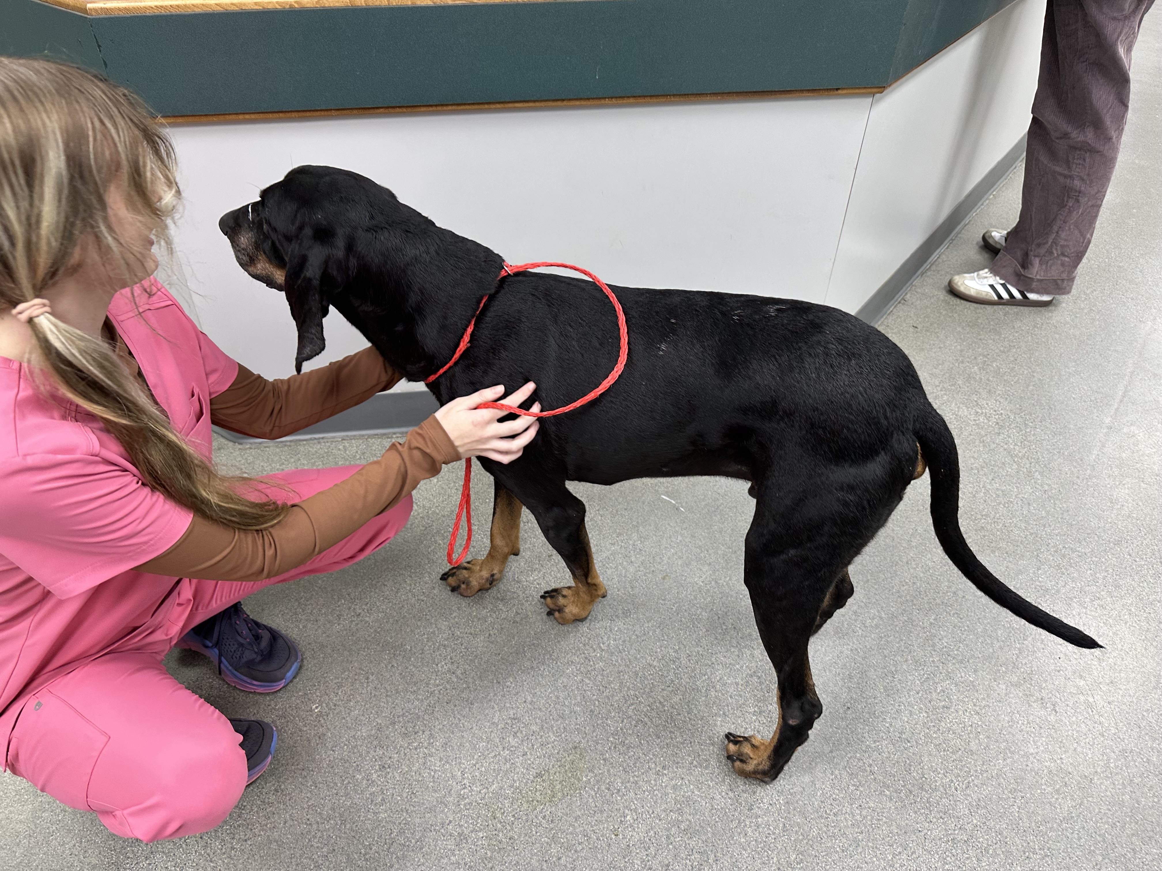 Bruno, a Adoptable Black and Tan Coonhound in Cullman, AL image 3/4
