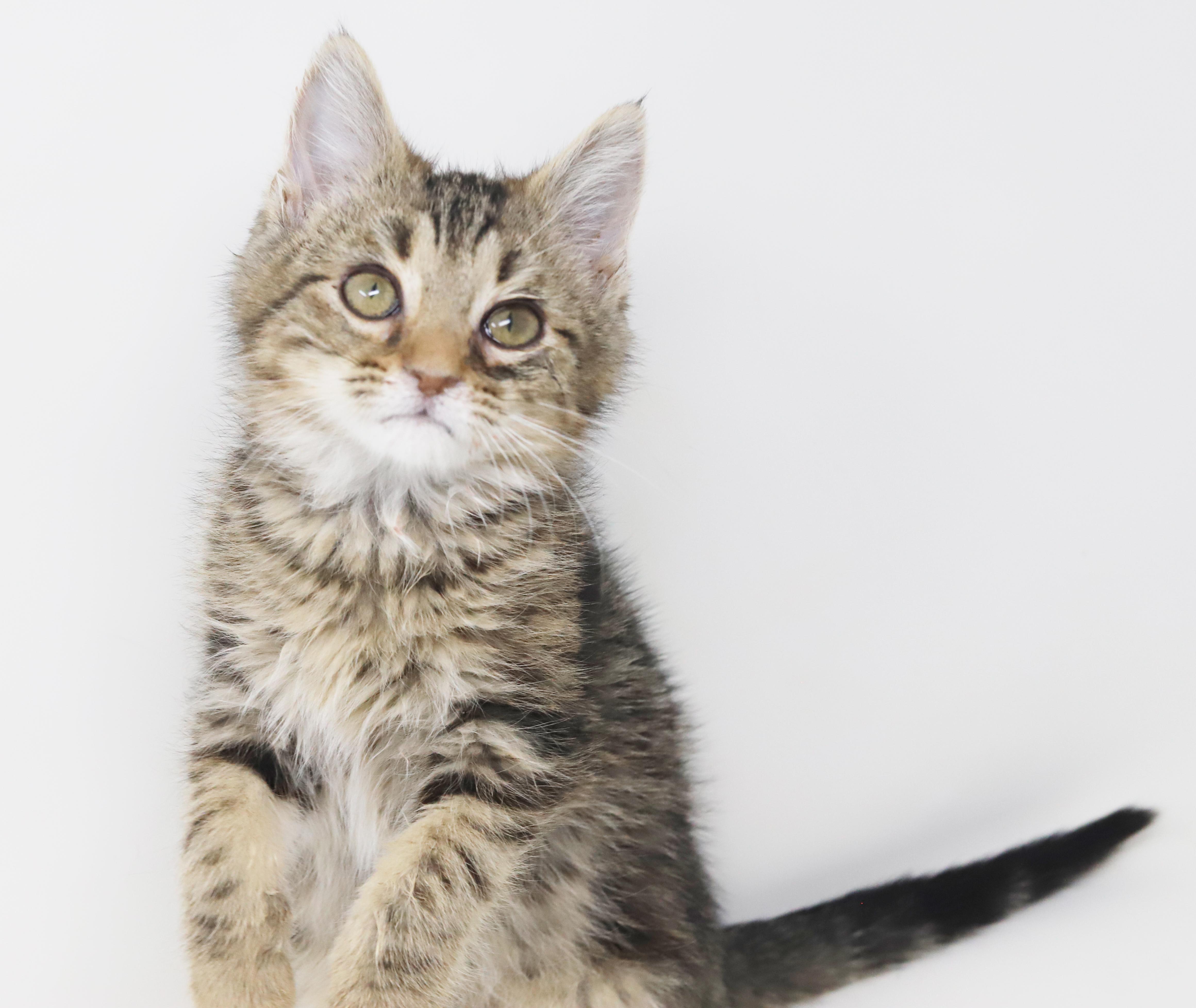 Enlarge Pascal and Flynn - bonded baby bros - SUPER FRIENDLY!, a Adoptable mixed breed in Bedford Hills, NY image 5/6