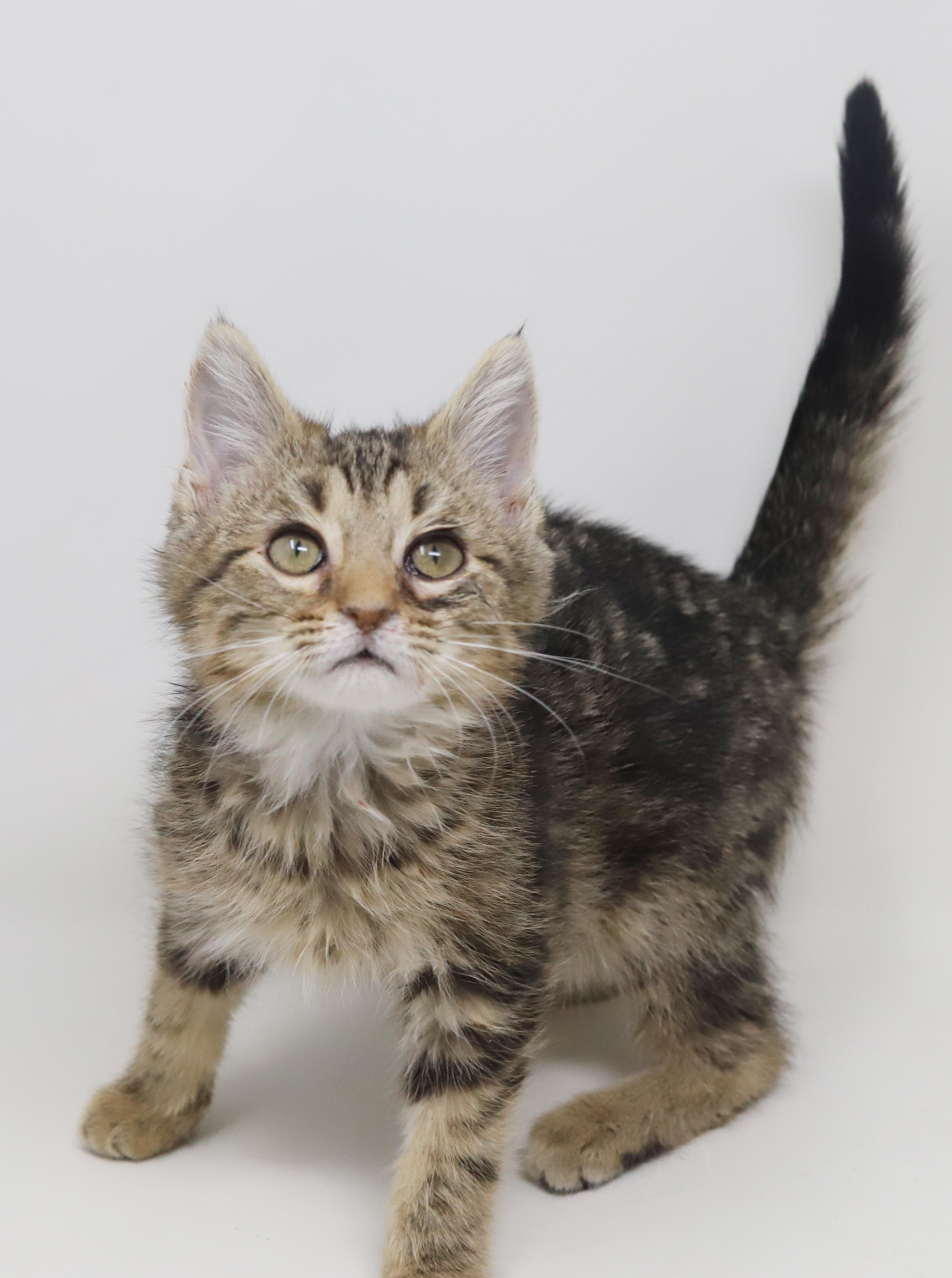 Enlarge Pascal and Flynn - bonded baby bros - SUPER FRIENDLY!, a Adoptable mixed breed in Bedford Hills, NY image 6/6