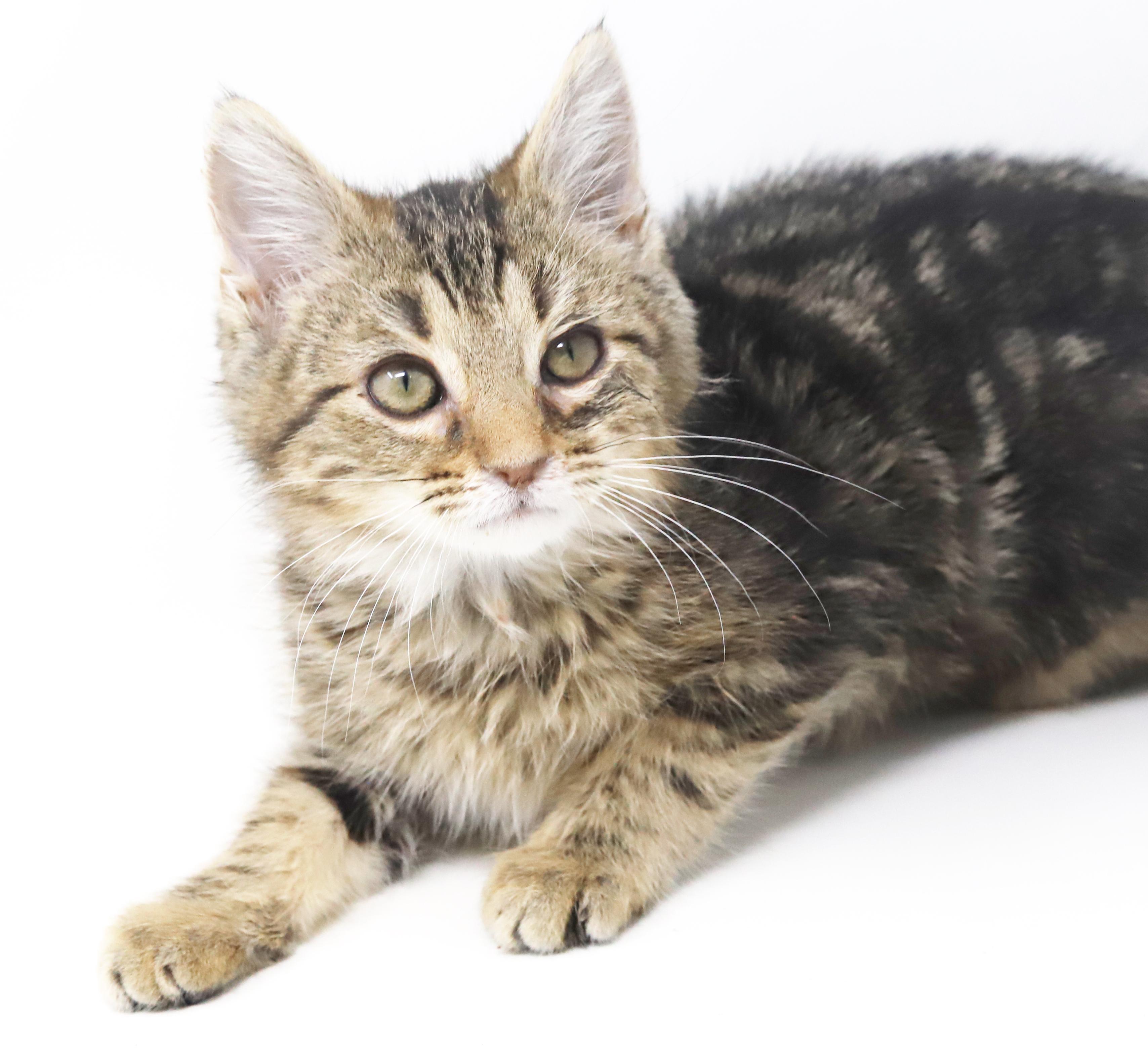 Enlarge Pascal and Flynn - bonded baby bros - SUPER FRIENDLY!, a Adoptable mixed breed in Bedford Hills, NY image 4/6