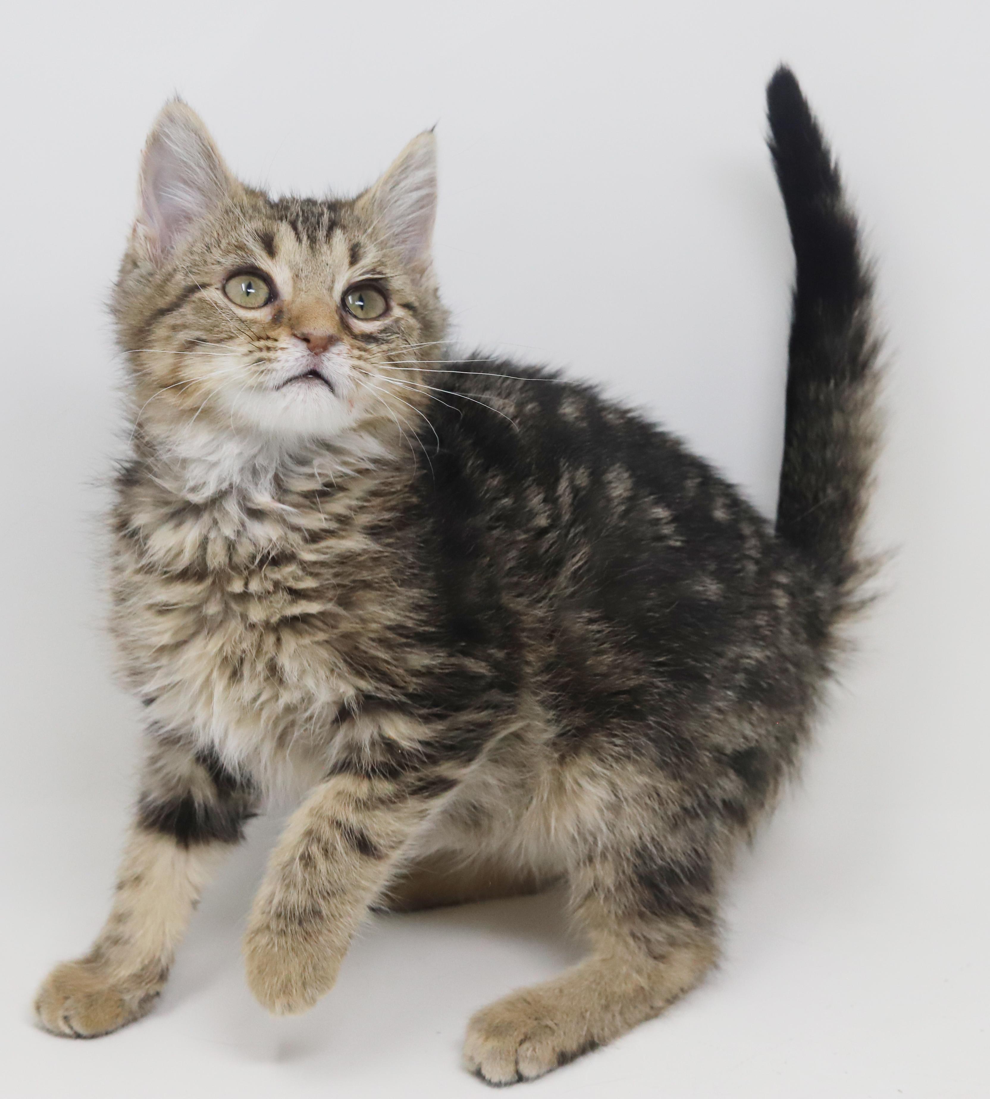 Enlarge Pascal and Flynn - bonded baby bros - SUPER FRIENDLY!, a Adoptable mixed breed in Bedford Hills, NY image 2/6