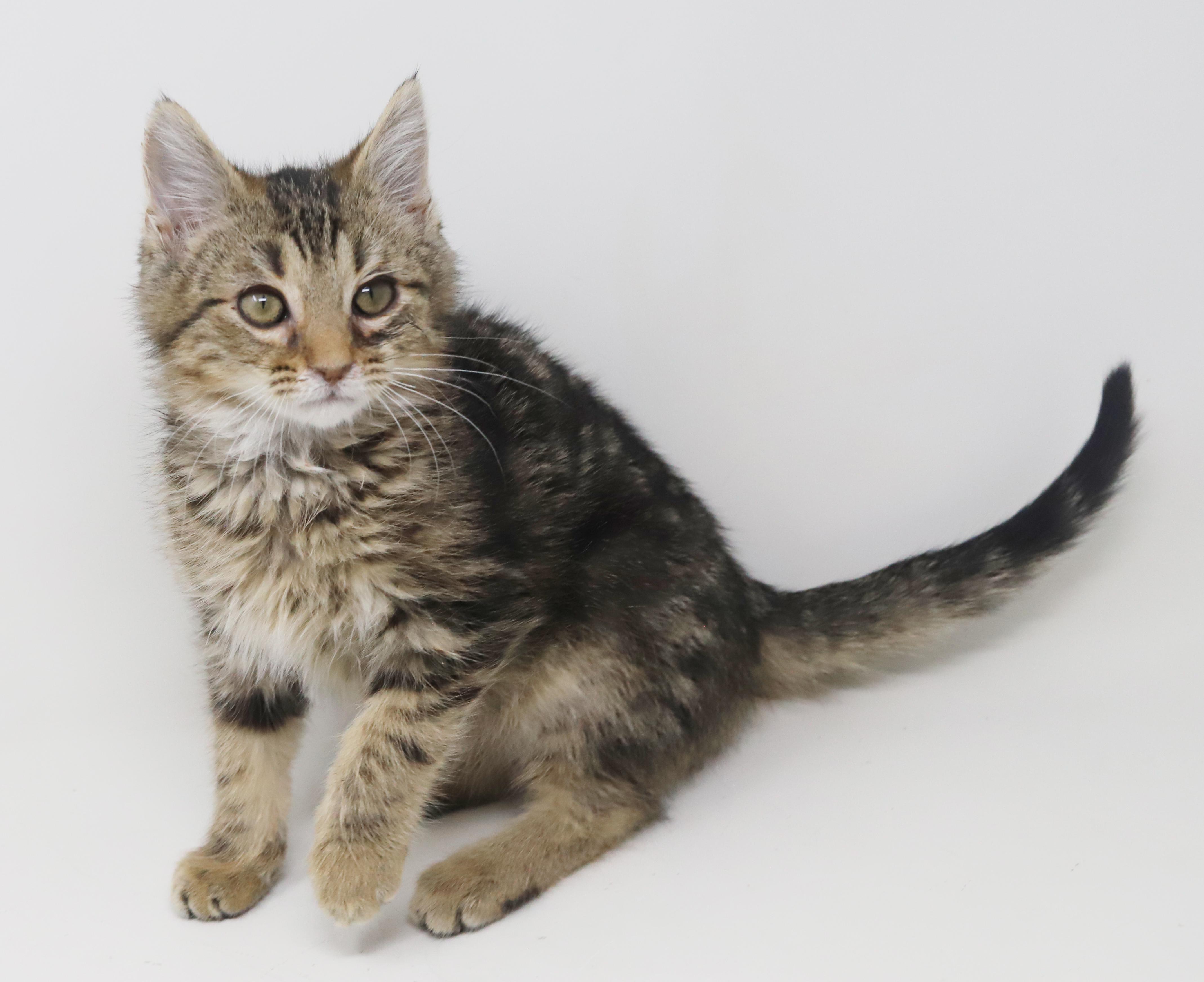 Enlarge Pascal and Flynn - bonded baby bros - SUPER FRIENDLY!, a Adoptable mixed breed in Bedford Hills, NY image 3/6