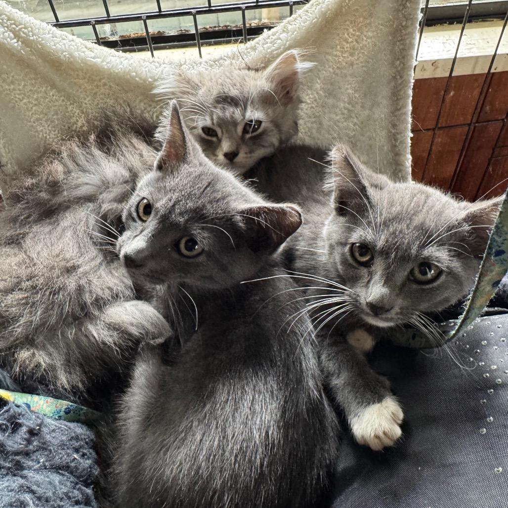 Thunder, Adoptable, Kitten Male Domestic Short Hair.