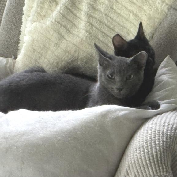 Thunder, a Adoptable Domestic Short Hair in Volcano, HI image 2/3