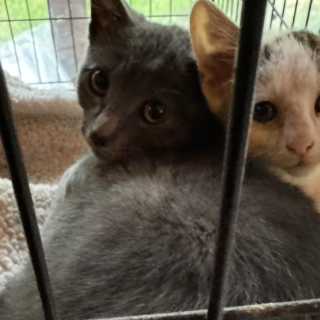 Enlarge Thunder, a Adoptable Domestic Short Hair in Volcano, HI image 2/2
