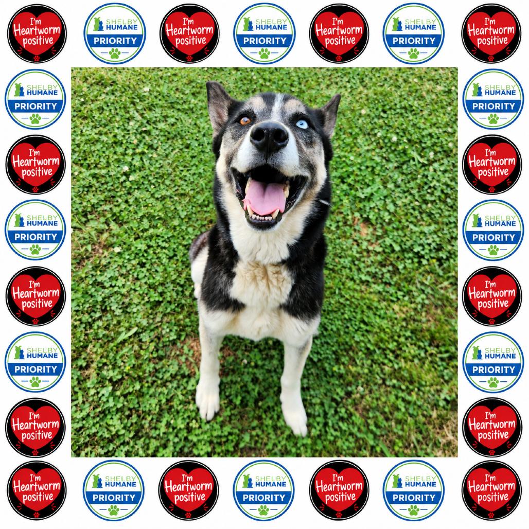 Rocky Balboa *AVAILABLE IN FOSTER*, Adoptable, Adult Male Mixed Breed.