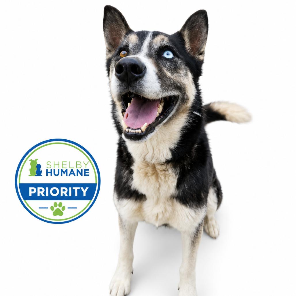 Rocky Balboa *AVAILABLE IN FOSTER*, Adoptable, Adult Male Mixed Breed.