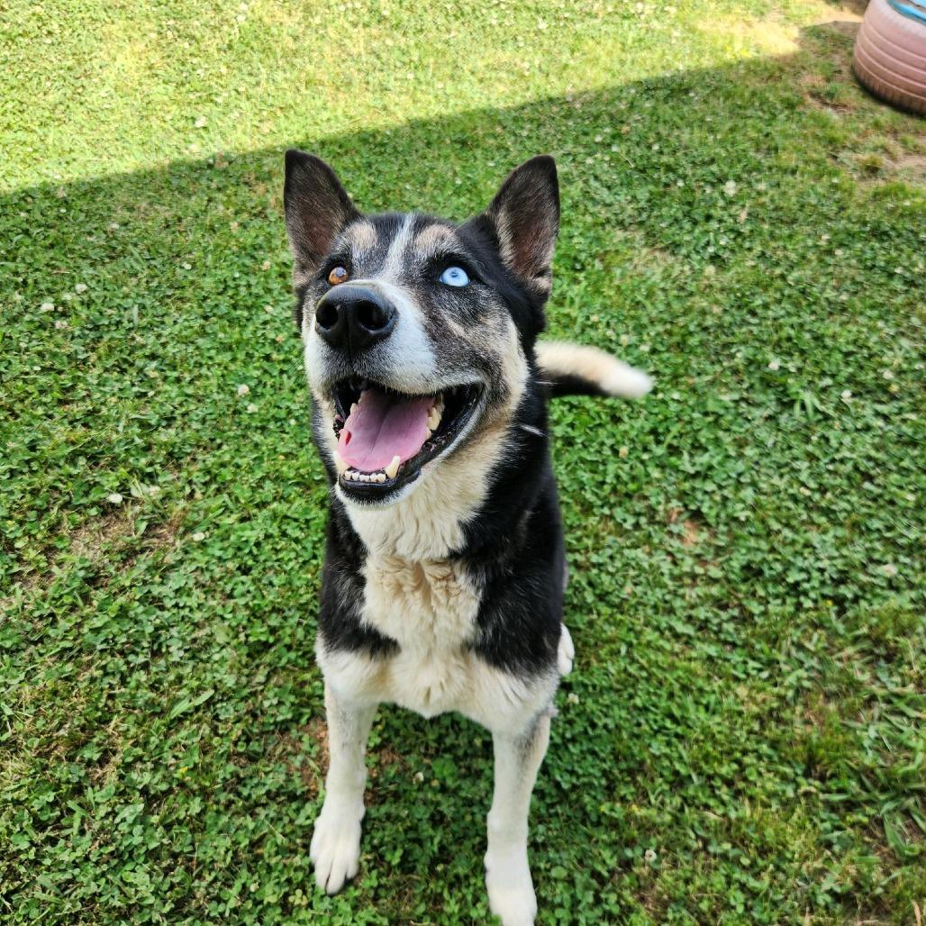 Enlarge Rocky Balboa, a Adoptable Mixed Breed in Columbiana, AL image 1/5