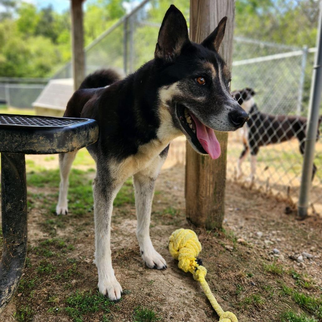 Enlarge Rocky Balboa, a Adoptable Mixed Breed in Columbiana, AL image 2/5