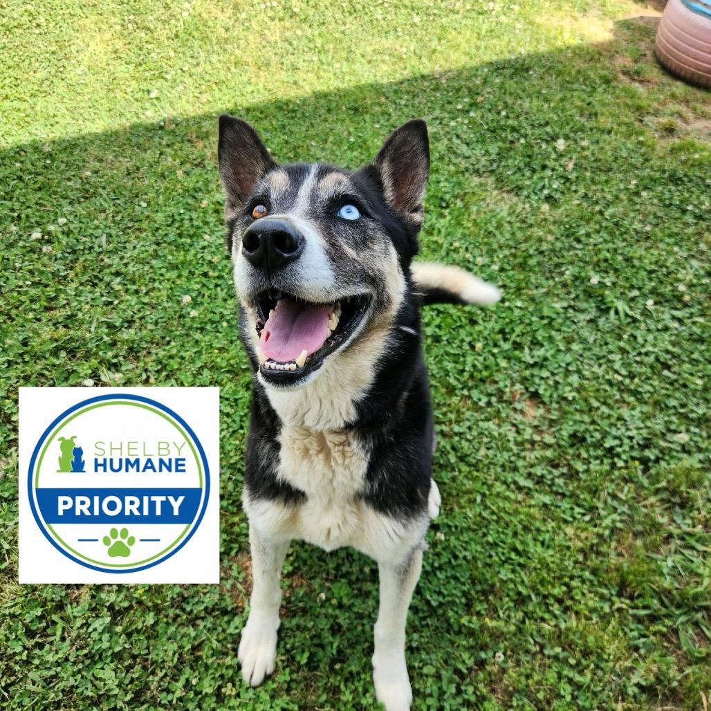 Rocky Balboa, a Adoptable Mixed Breed in Columbiana, AL image 3/6