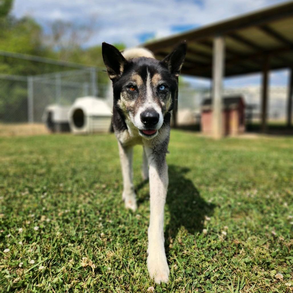 Enlarge Rocky Balboa, a Adoptable Mixed Breed in Columbiana, AL image 3/5