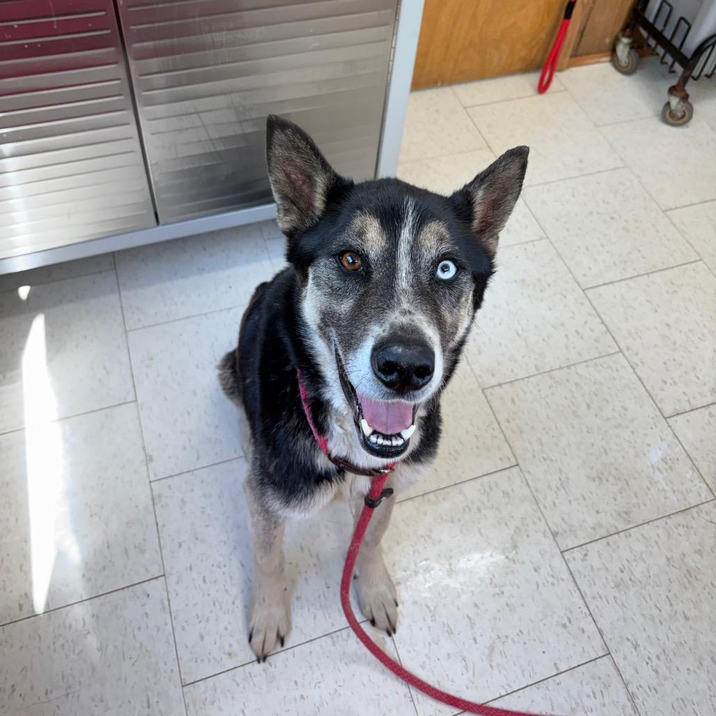 Enlarge Rocky Balboa, a Adoptable Mixed Breed in Columbiana, AL image 4/5