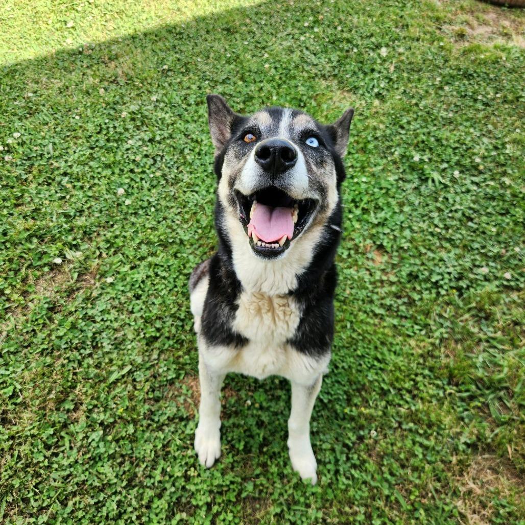 Enlarge Rocky Balboa, a Adoptable Mixed Breed in Columbiana, AL image 5/5